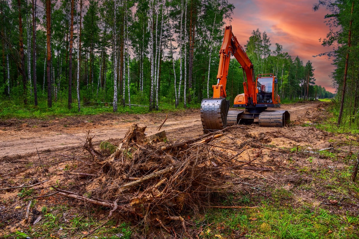 Heavy machinery clearing dense Florida vegetation.